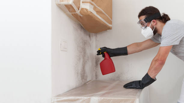 Basement Mold Remediation treatment on basement walls in Henderson