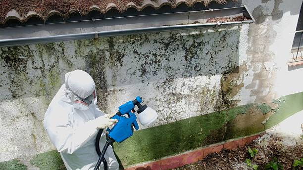 Mold Removal service in Henderson